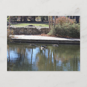 Loose Memorial Park # 24 Postcard