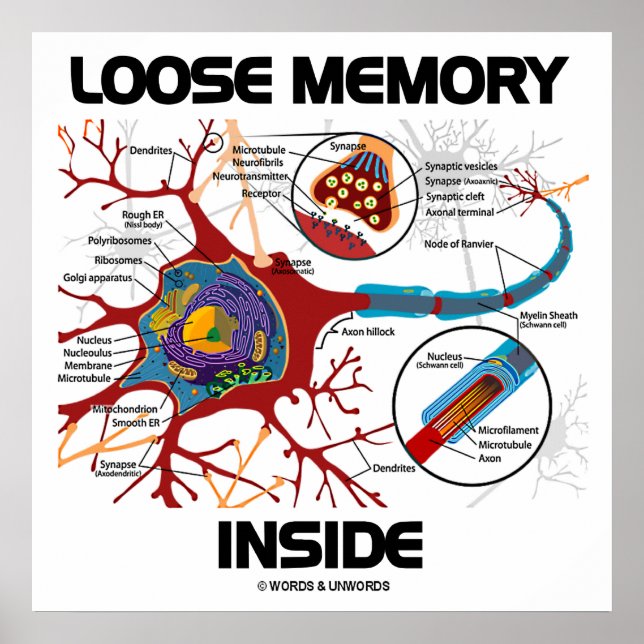 Loose Memory Inside (Neuron / Synapse) Poster (Front)