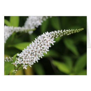 Loosestrife Gooseneck