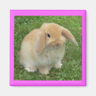 Lop Bunny Magnet