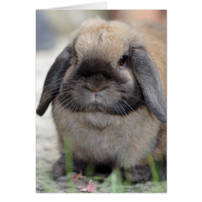 Lop eared dwarf rabbit (Front)