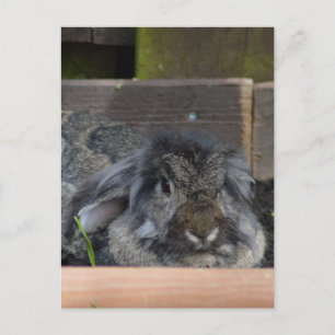 Lop eared rabbit postcard