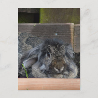 Lop eared rabbit postcard