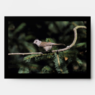 Lophophanes cristatus envelope
