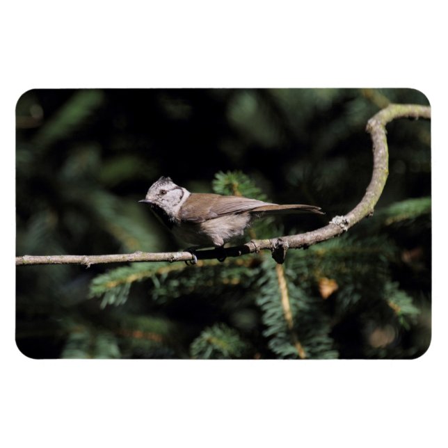 Lophophanes cristatus magnet (Horizontal)