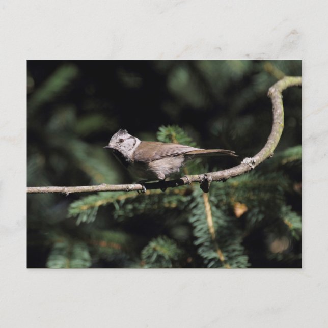 Lophophanes cristatus postcard (Front)