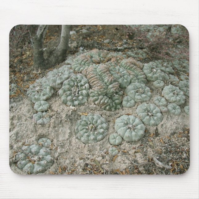 Lophophora williamsii - Peyote Mouse Pad (Front)