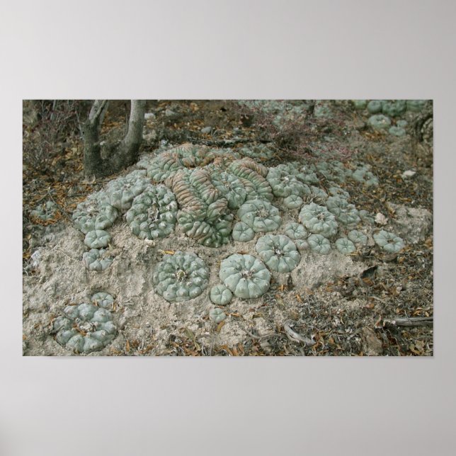 Lophophora williamsii - Peyote Poster (Front)