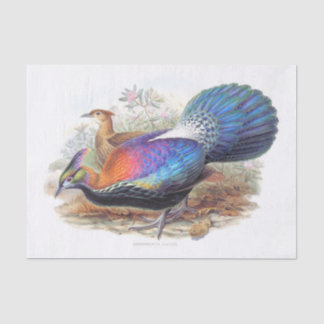 Lophophorus L'Huysi, Nature Wildlife Decoupage Tissue Paper