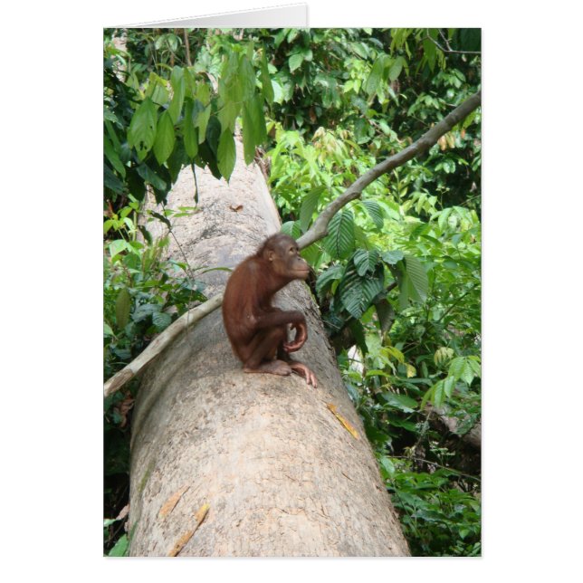 L'orang-outan oublie (Devant)