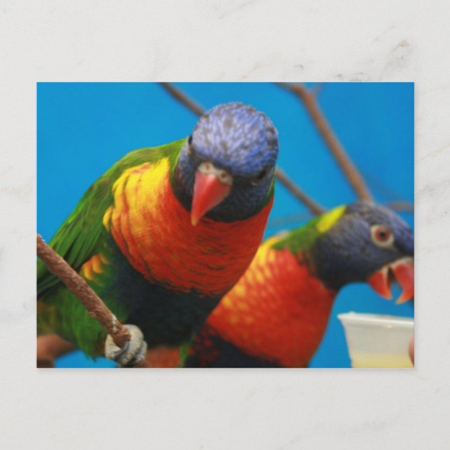 Lories Birds Postcard (Front)