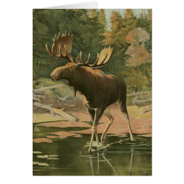 L'orignal marche dans l'eau (Devant)