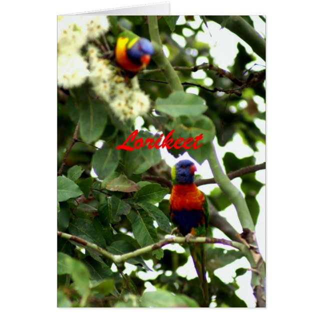 Lorikeet (Devant)