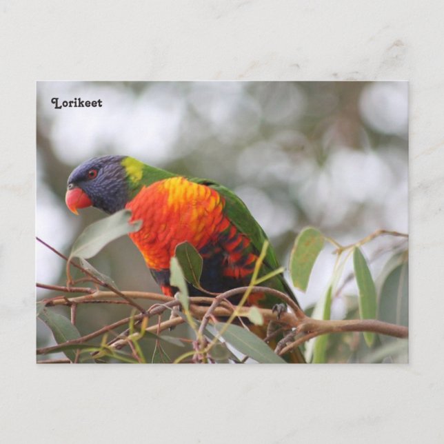 Lorikeet bird postcard (Front)