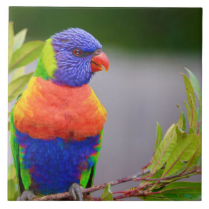 Lorikeet Bird Tile