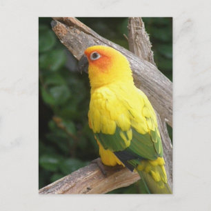 Lorikeet Postcard