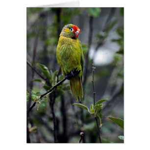 Lorikeet varié, Australie