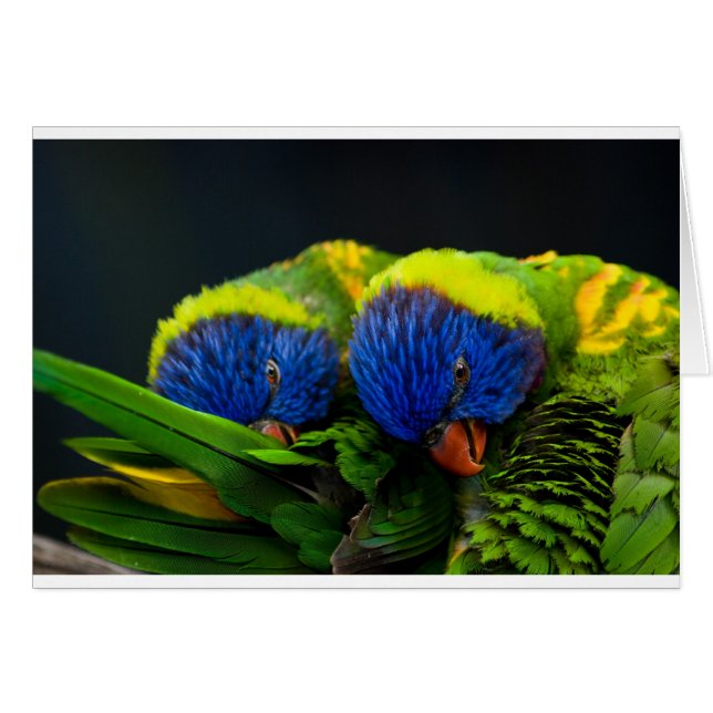 Lorikeets (Devant horizontal)