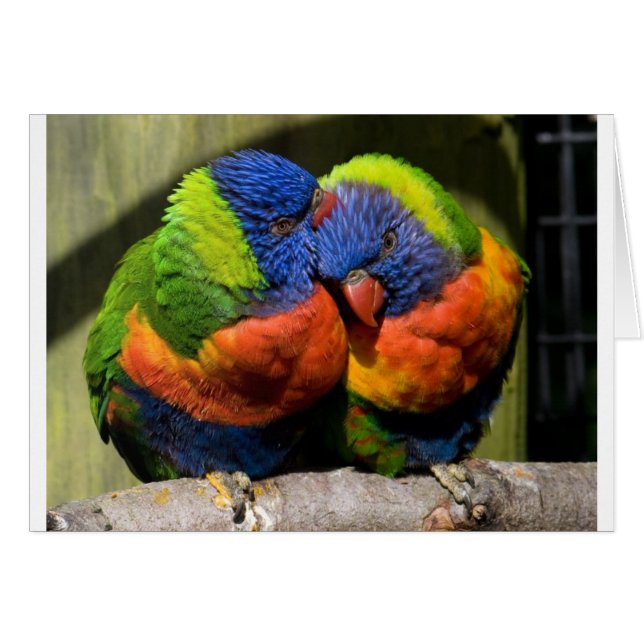 Lorikeets in Love (Front Horizontal)