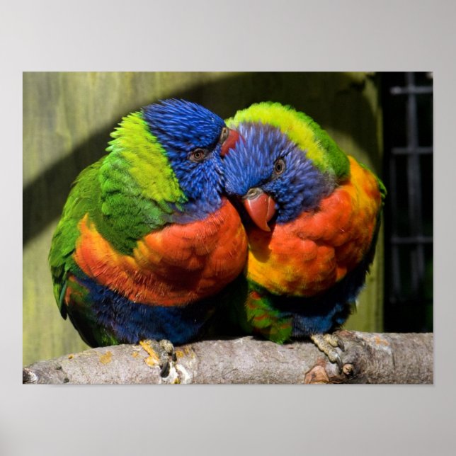 Lorikeets Poster (Front)