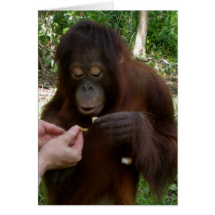 L'orphelin d'orang-outan mange des arachides dans