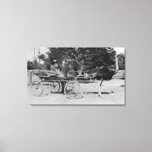Los Angeles, CA Ostrich Farm Cart Scene Canvas Print