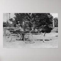 Los Angeles, CA Ostrich Farm Cart Scene