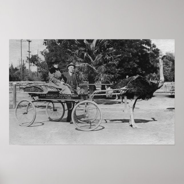 Los Angeles, CA Ostrich Farm Cart Scene Poster (Front)