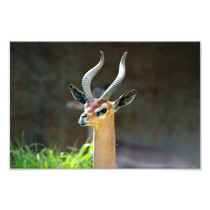 Los Angeles Zoo Photo Print