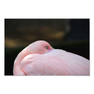 Los Angeles Zoo Photo Print