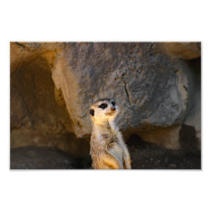 Los Angeles Zoo Photo Print