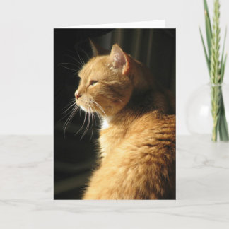 Loss of pet. card