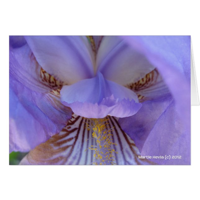 Lost in a Dream (Front Horizontal)