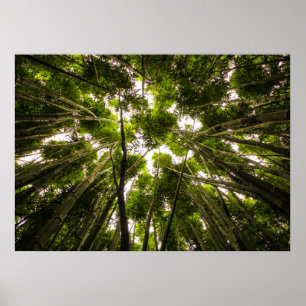 Lost In The Bamboo Poster