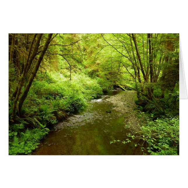 Lost Man Creek I at Redwood National Park (Front Horizontal)