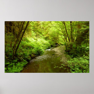 Lost Man Creek I at Redwood National Park Poster