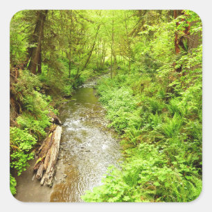 Lost Man Creek II at Redwood National Park Square Sticker