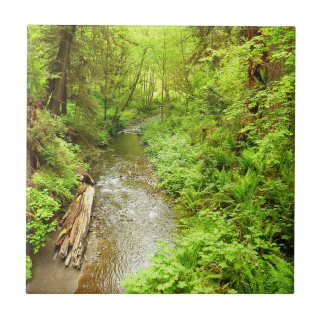 Lost Man Creek II at Redwood National Park Tile (Front)