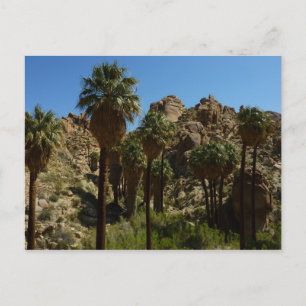 Lost Palms Oasis I at Joshua Tree National Park Postcard