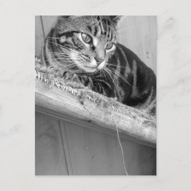 Lost Postcard (Front)