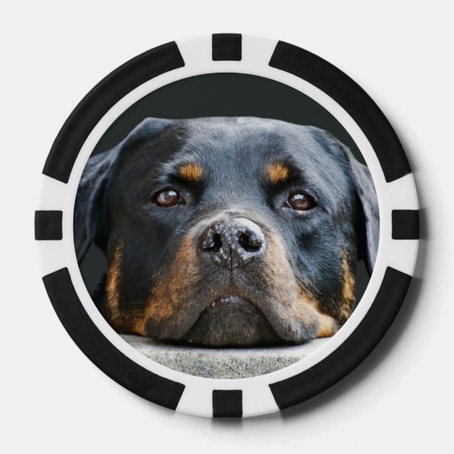 Lot De Jeton De Poker Chiens mignons - Chiens - Chiens (Recto)