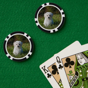 Lot De Jeton De Poker Joli chiot blanc