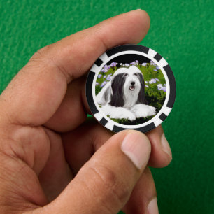 Lot De Jeton De Poker Peinture à collie à poils - Joli art original de c
