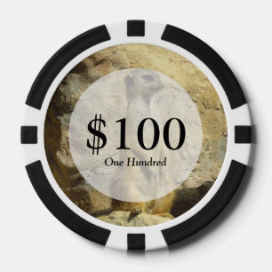 Lot De Jeton De Poker Photo de Cute meerkat