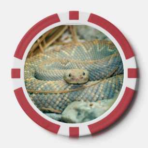 Lot De Jeton De Poker Puces de serpent