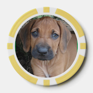 Lot De Jeton De Poker RHODESIAN RIDGEBACK Chien Animaux de races Chiot P