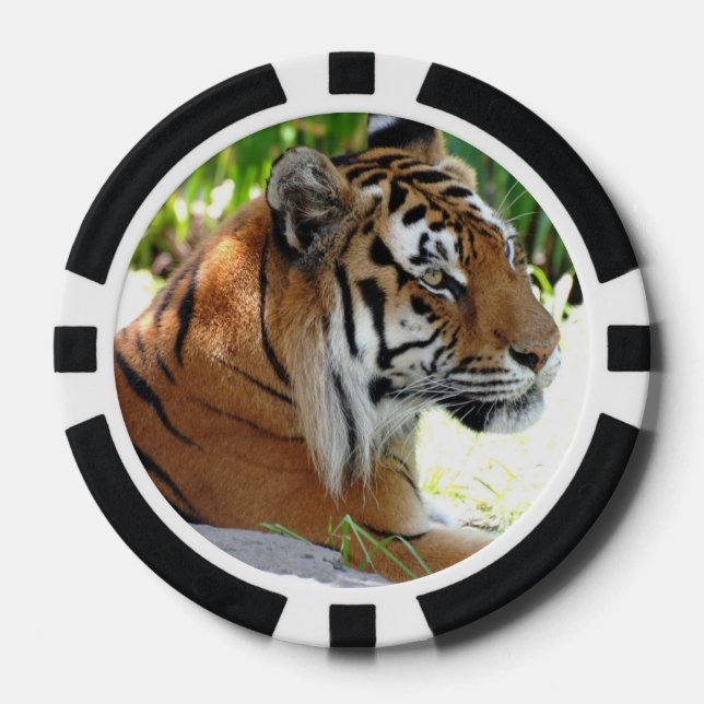 Lot De Jeton De Poker Tigers mignons (Recto)