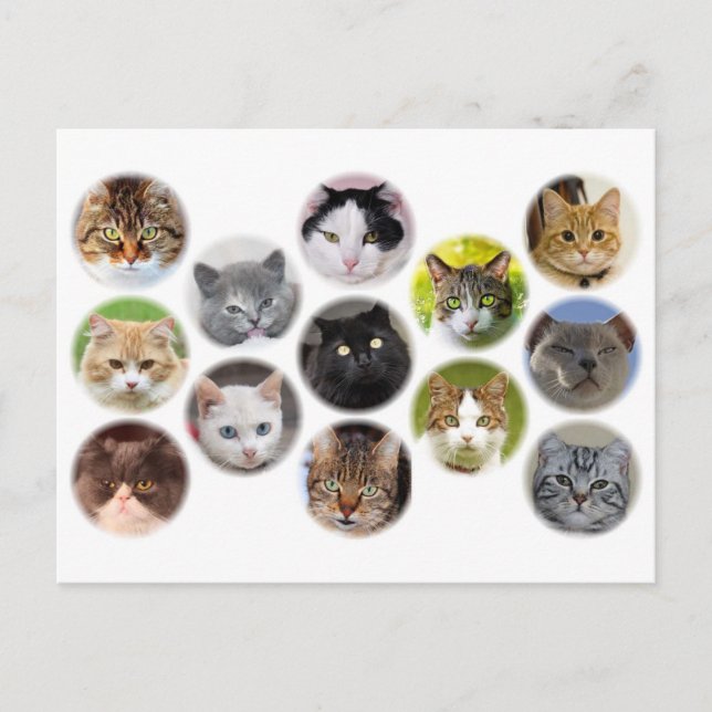 Lot of cats card (Front)