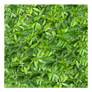 Lots of beautiful green leaves poster
