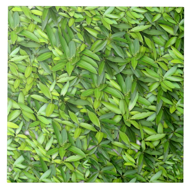 Lots of beautiful green leaves tile (Front)